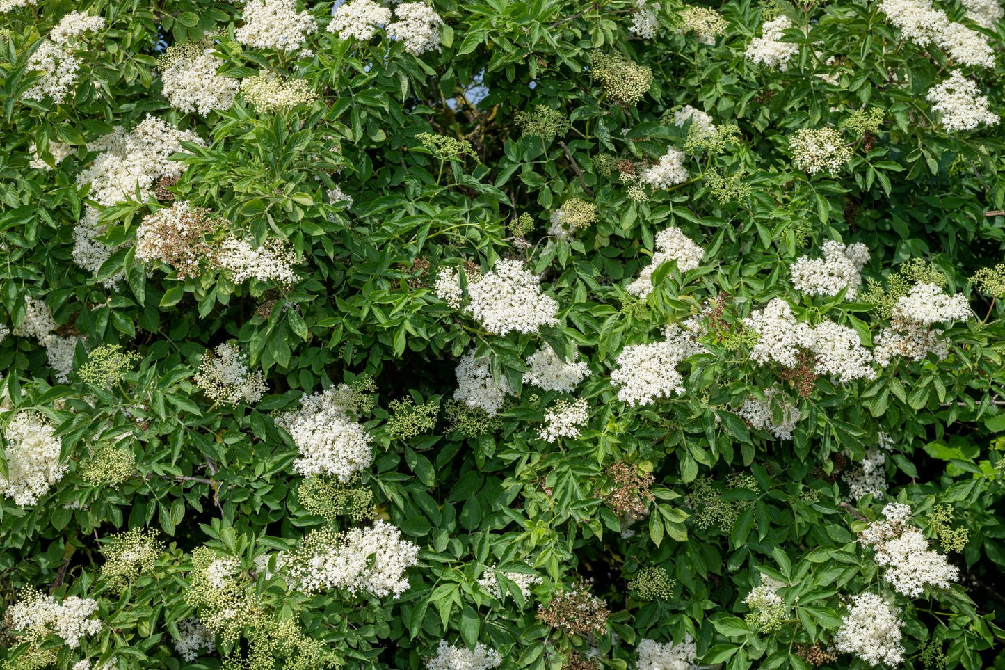 Sambucus nigra, co, 10-p