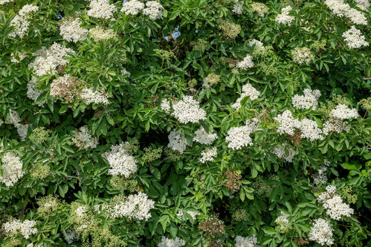 Sambucus nigra, co, 10-p