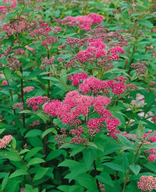Spiraea japonica 'Sapho', co, 10-p