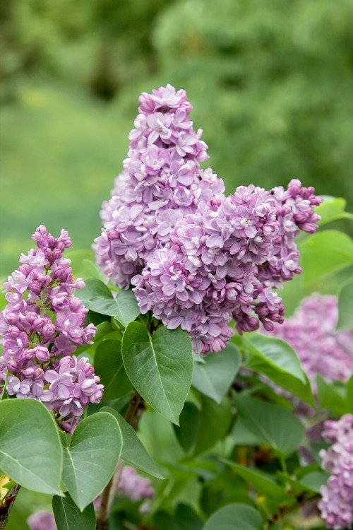 Syringa vulgaris, co, 10-p