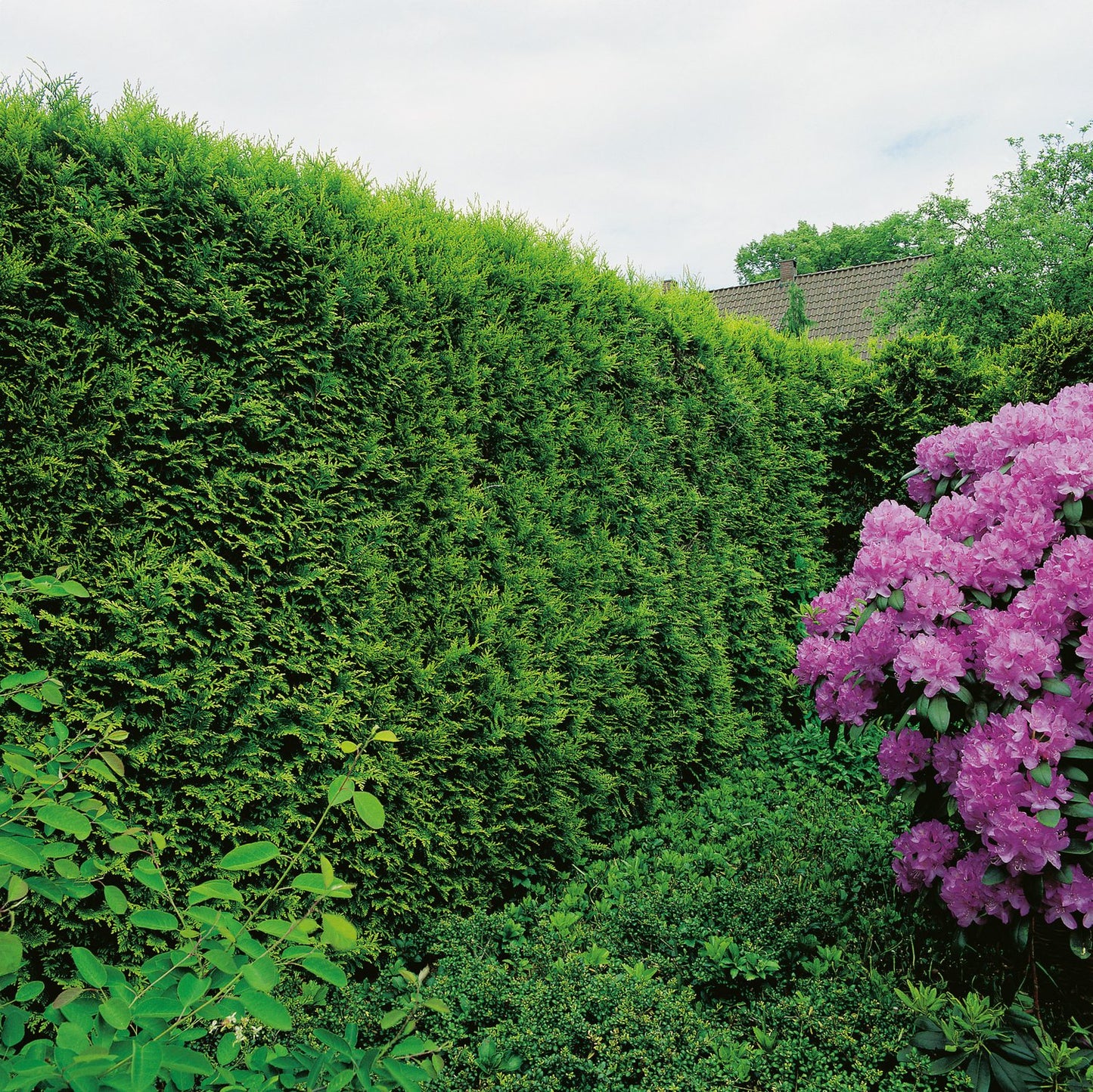Thuja occ. 'Smaragd', 80-100 cm