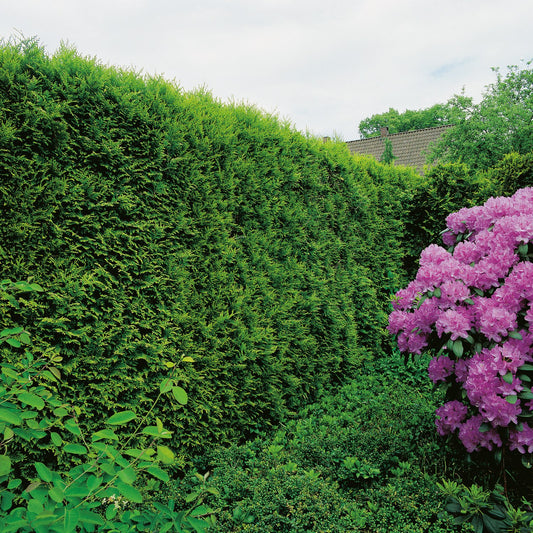 Thuja occ. 'Smaragd', 80-100 cm