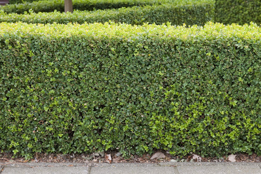 Buxus sempervirens, 10-15 cm