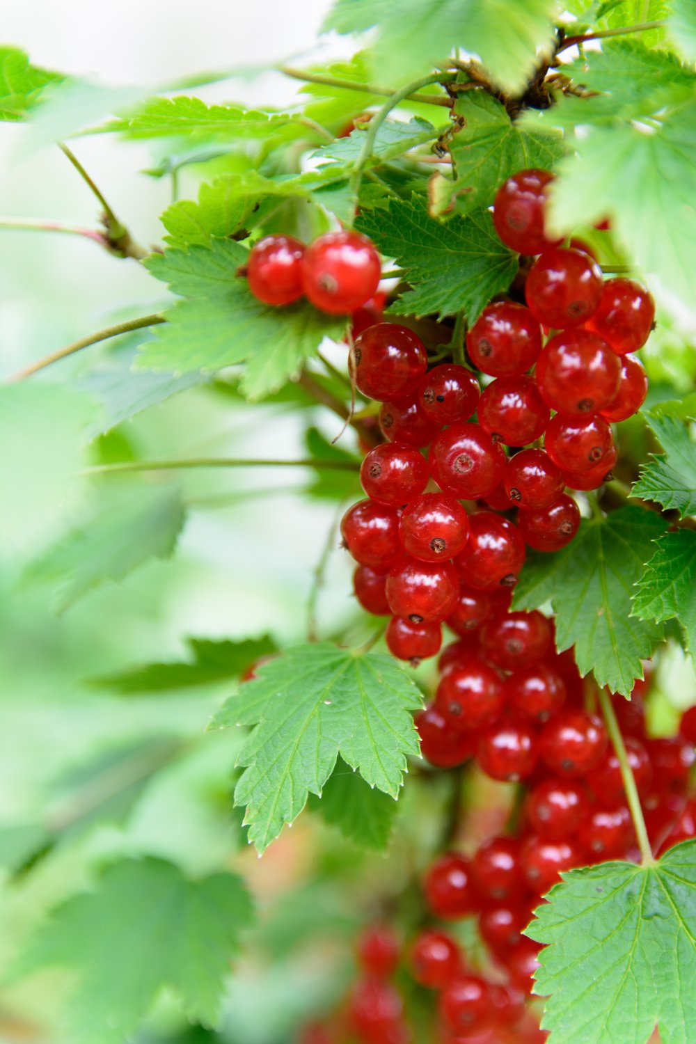 Ribes 'Rolan'