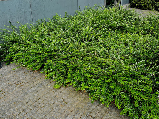 Lonicera nitida 'Maigrün', co, 10-p