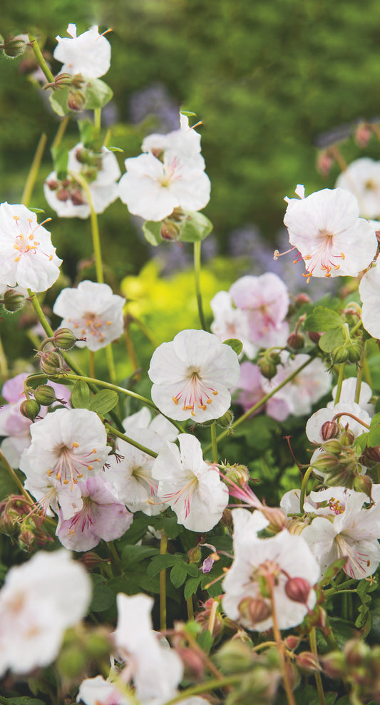 Geranium x cantabrigiense 'St Ola'