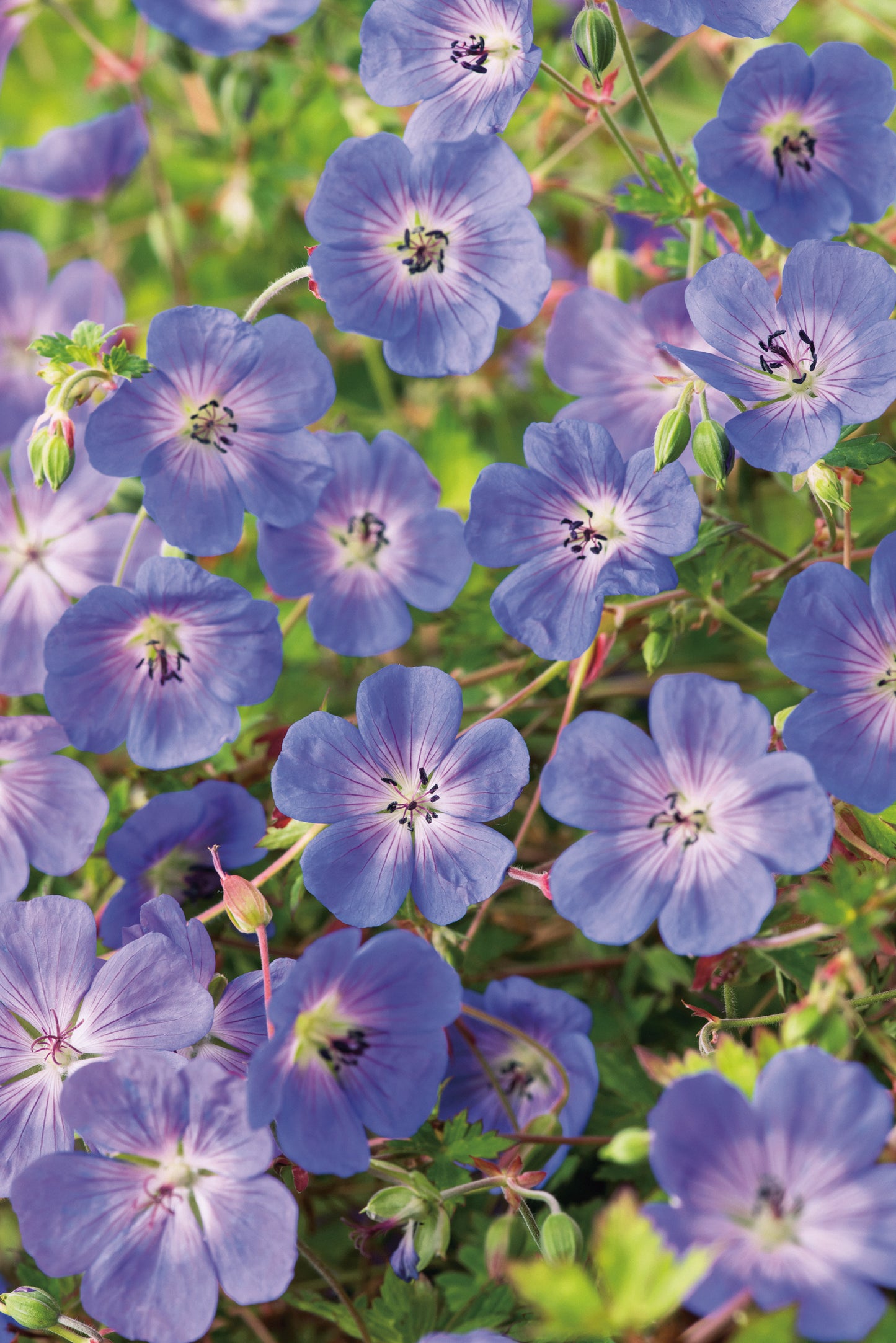 Geranium ROZANNE® ('Gerwat')