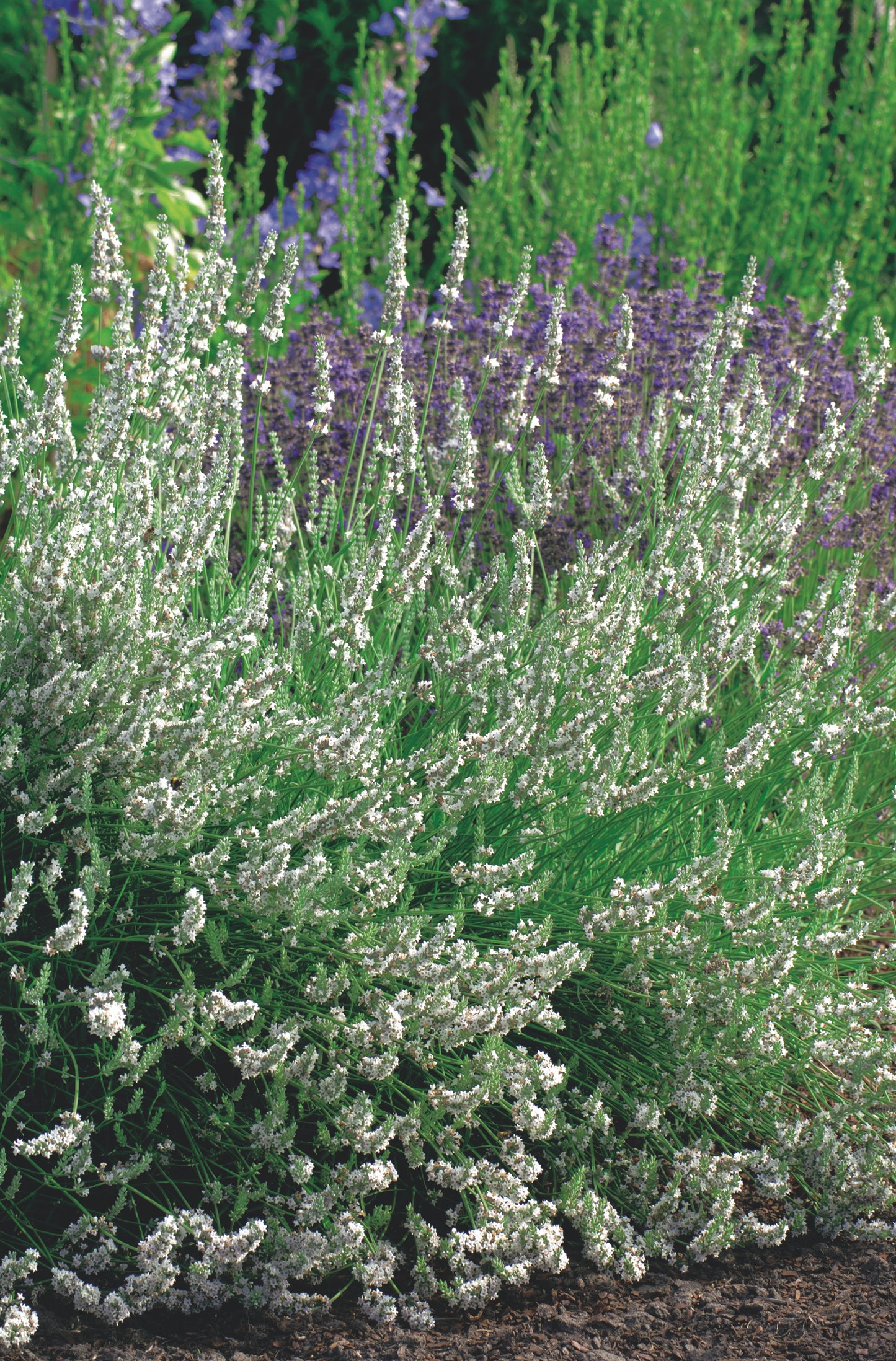 Lavandula angustifolia 'Edelweiss'