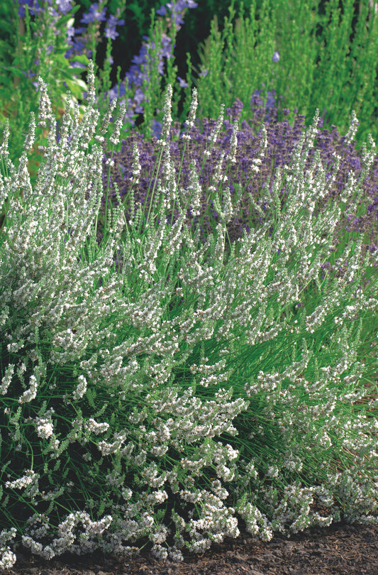 Lavandula angustifolia 'Edelweiss'