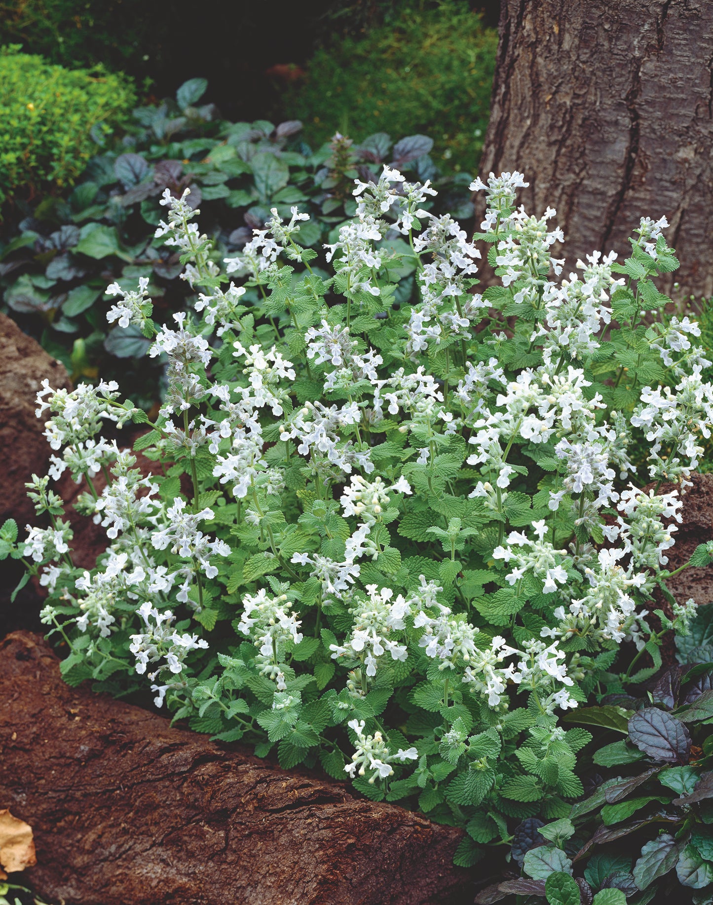Nepeta racemosa 'Snowflake'