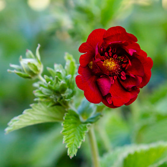 Potentilla atrosanguinea