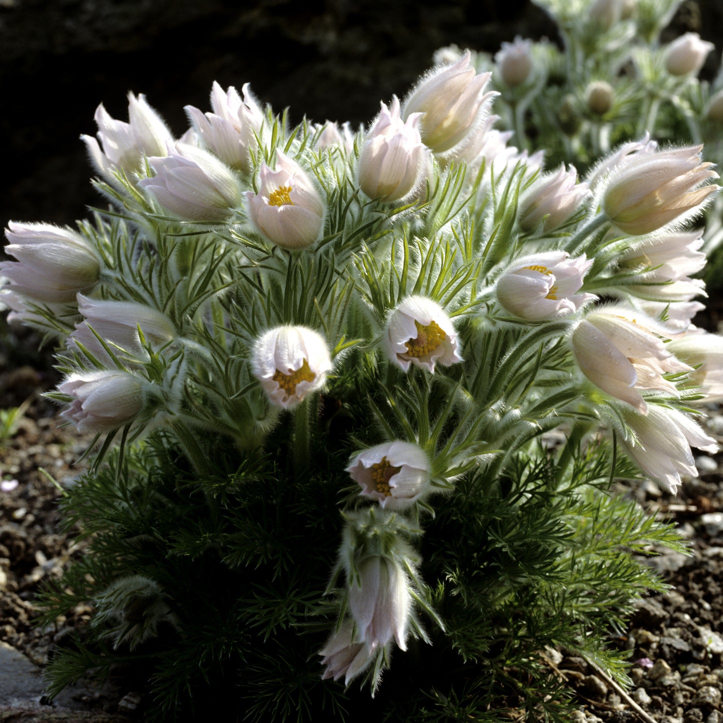 Pulsatilla vulgaris 'Alba'