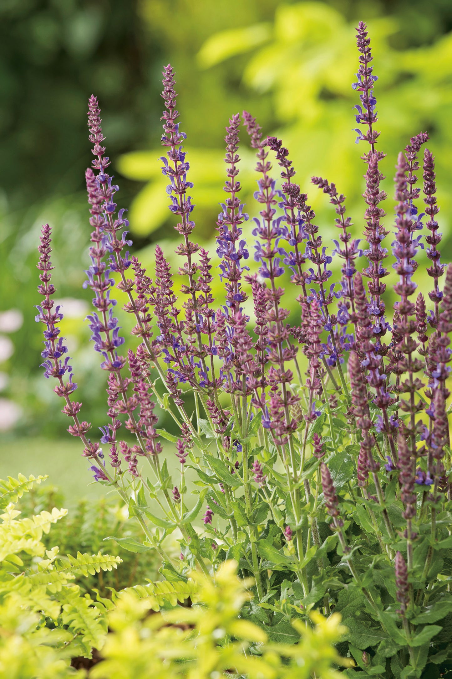 Salvia sylvestris (nemorosa) 'Blaukönigin'