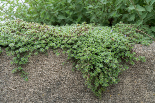 Thymus pseudolanuginosus
