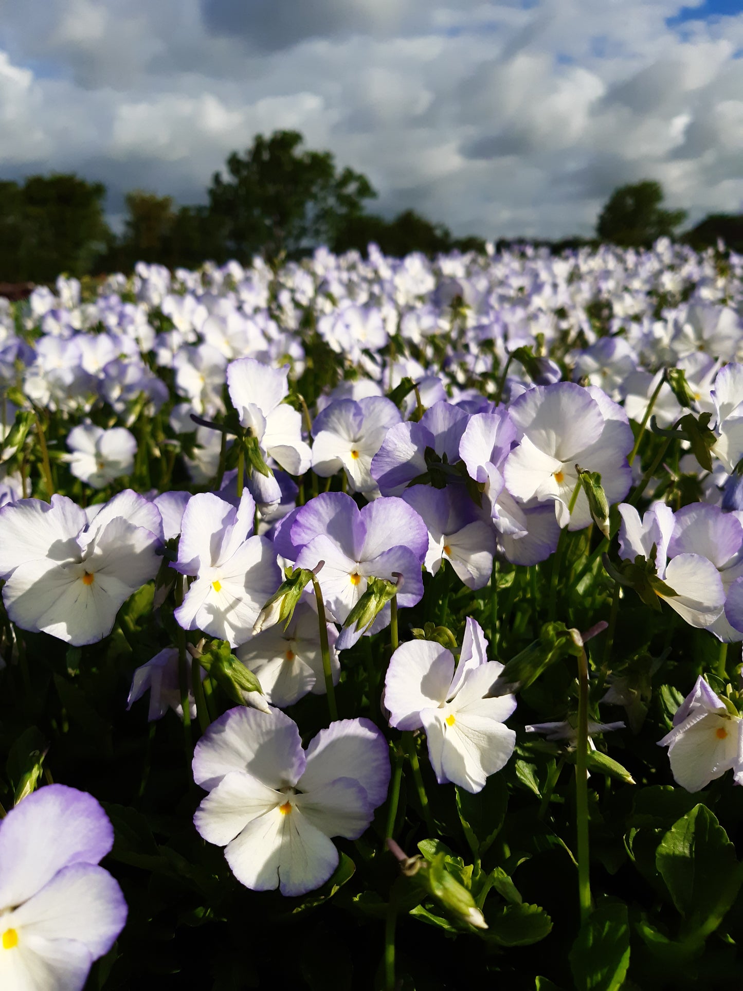 Viola x williamsii 'Ullas Favorit'