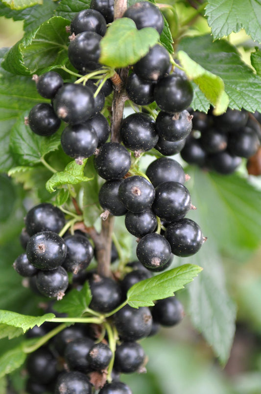 Ribes nigrum 'Narve Viking' E