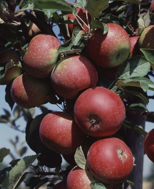 Malus domestica 'Ingrid Marie' E, B9, (äpple svagväxande)