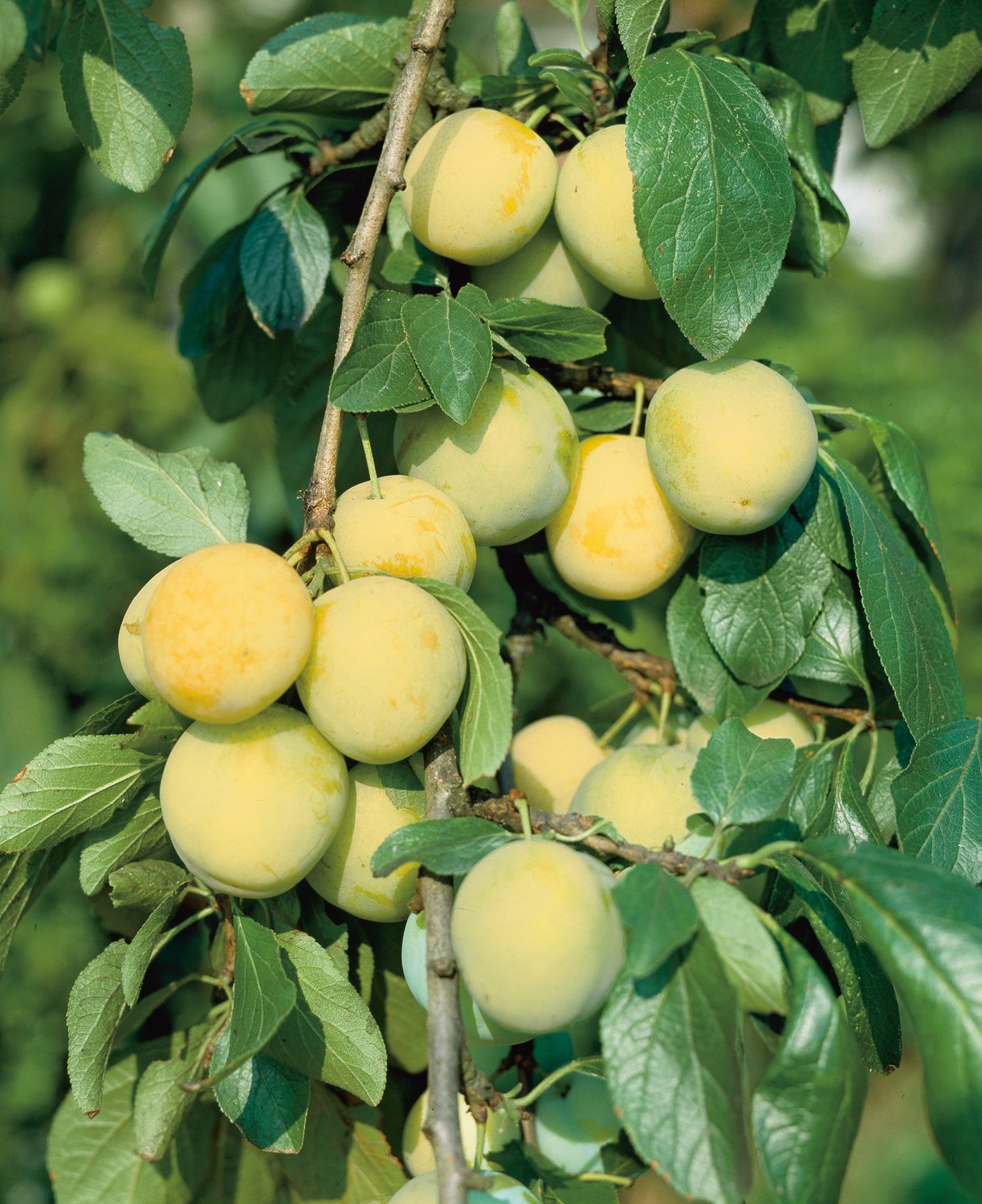 Prunus domestica 'Reine Claude d'Oullins' E, Pixy,  (plommon svagväxande)
