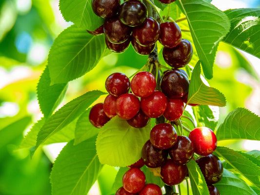 Prunus avium SWEETHEART, GiSelA,  (körsbär svagväxande)