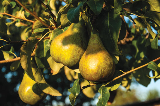 Pyrus communis Esperens Herre, (päron)