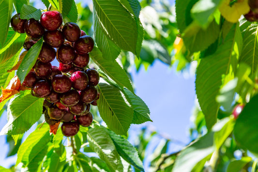 Prunus avium 'Kordia', (körsbär)