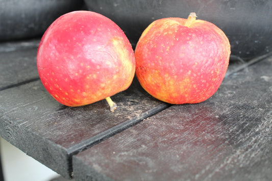 Malus domestica AGNES® E, (äpple)