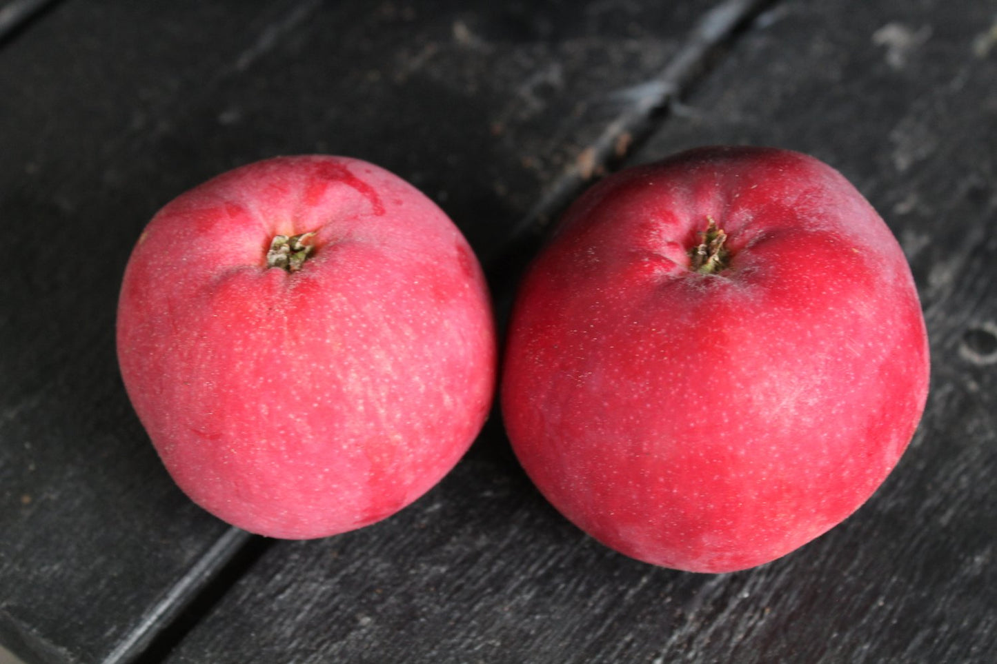 Malus domestica RÖD MELBA E, (äpple)
