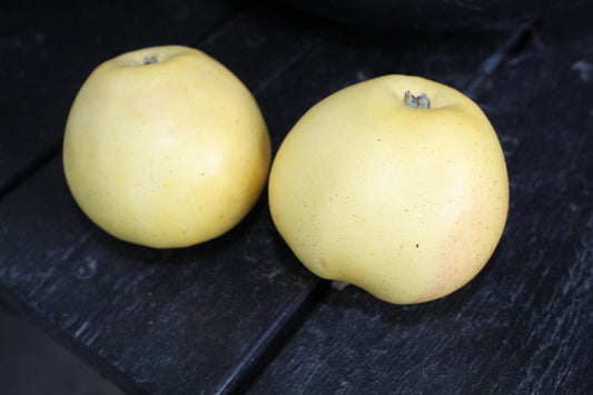 Malus domestica 'Silva' E, (äpple)