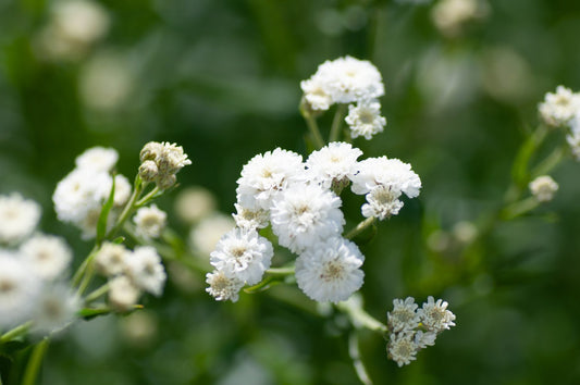 Gypsophila paniculata
