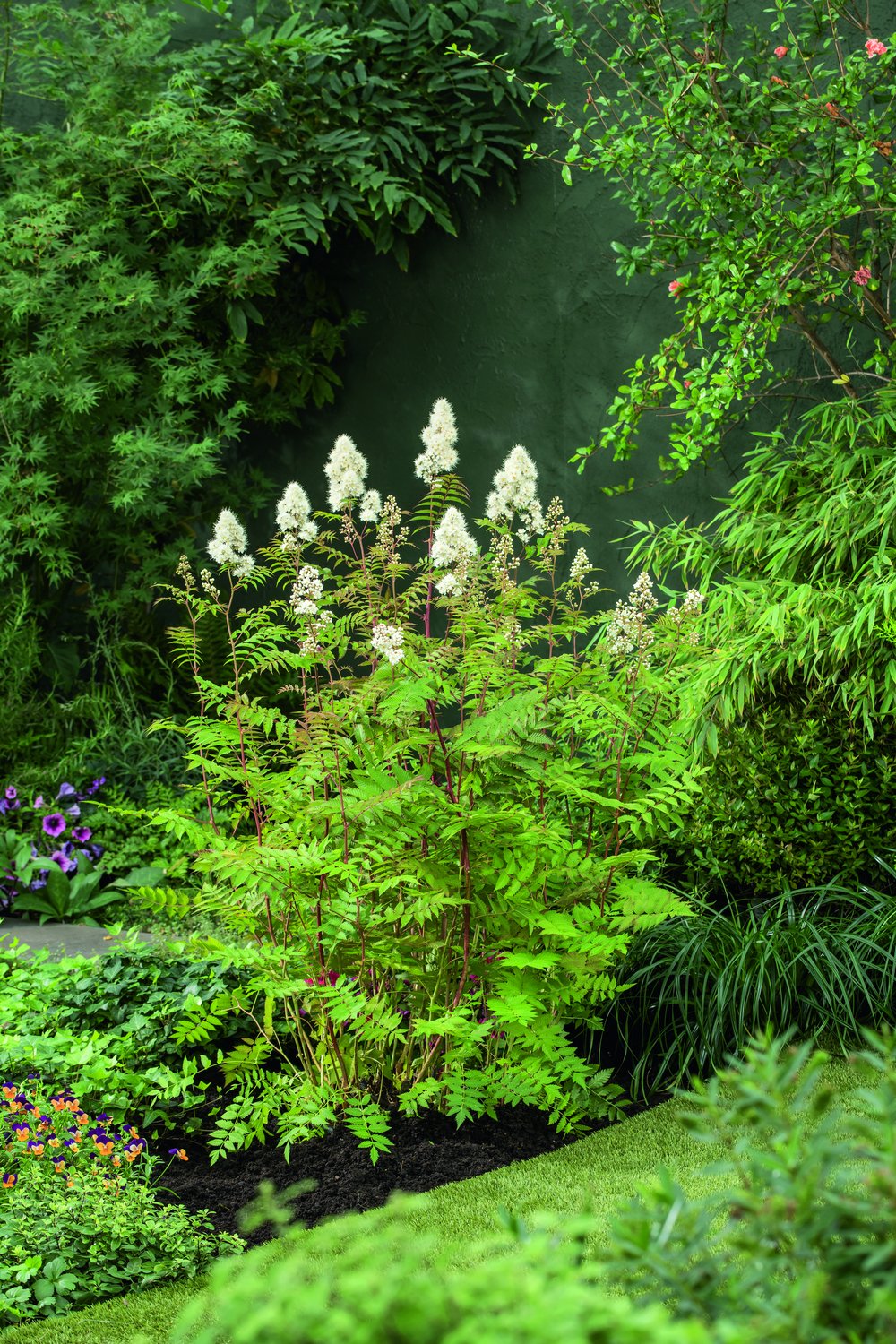 Sorbaria grandiflora 'Maia' E, co