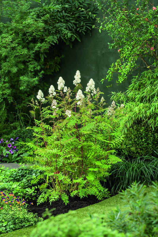 Sorbaria grandiflora 'Maia' E, co