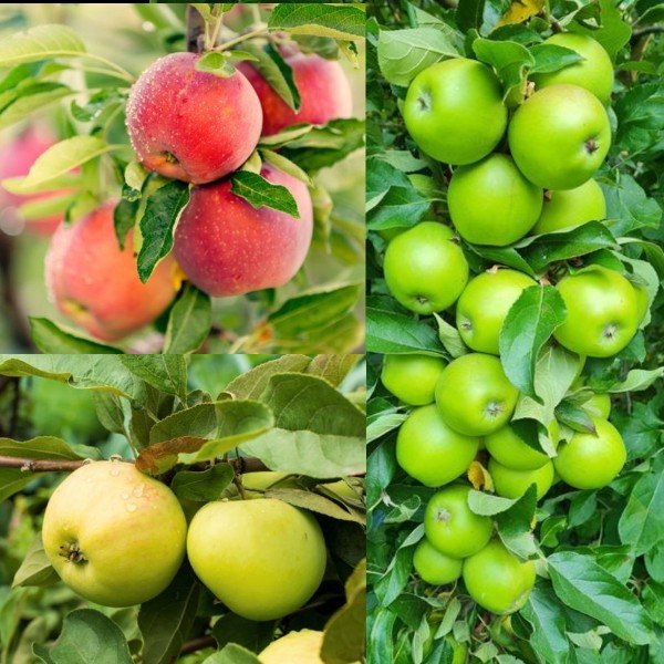 Familjeträd äpple Zon 5-6 (Malus domestica)