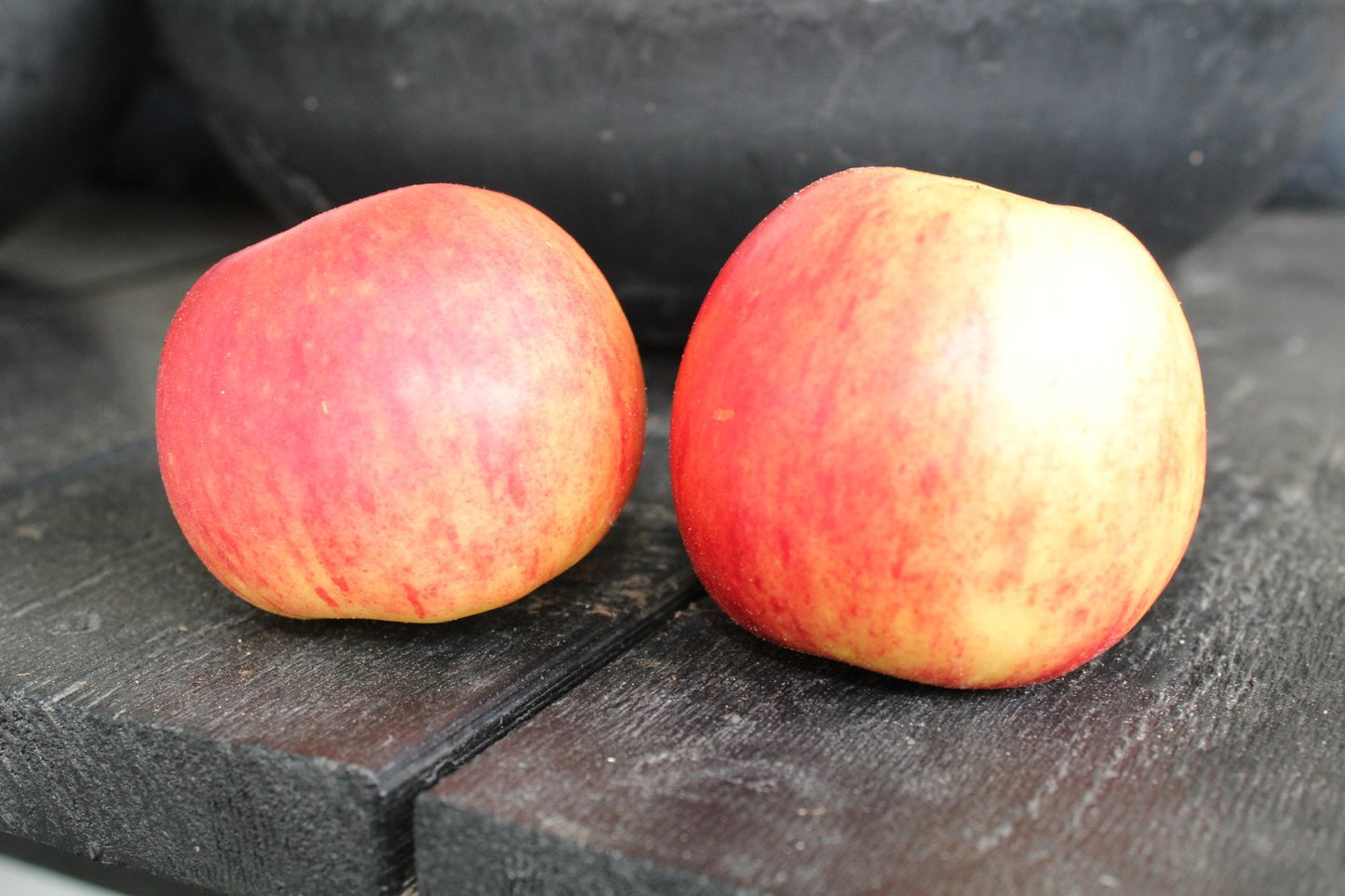 Malus domestica TRULSA® E, (äpple)