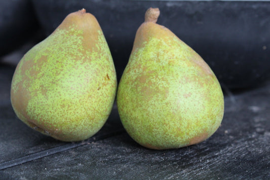 Pyrus communis 'Carola' E (päron)