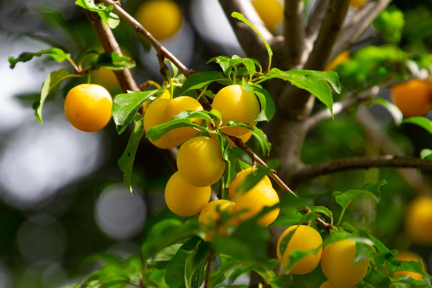 Prunus domestica 'Elin' (plommon)