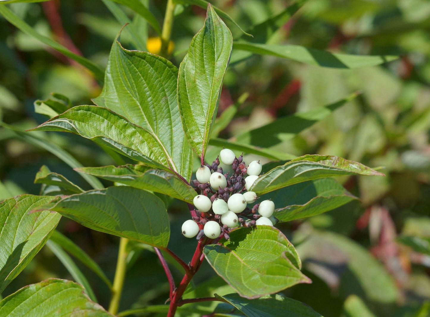 Cornus sericea 'Farba' E, co