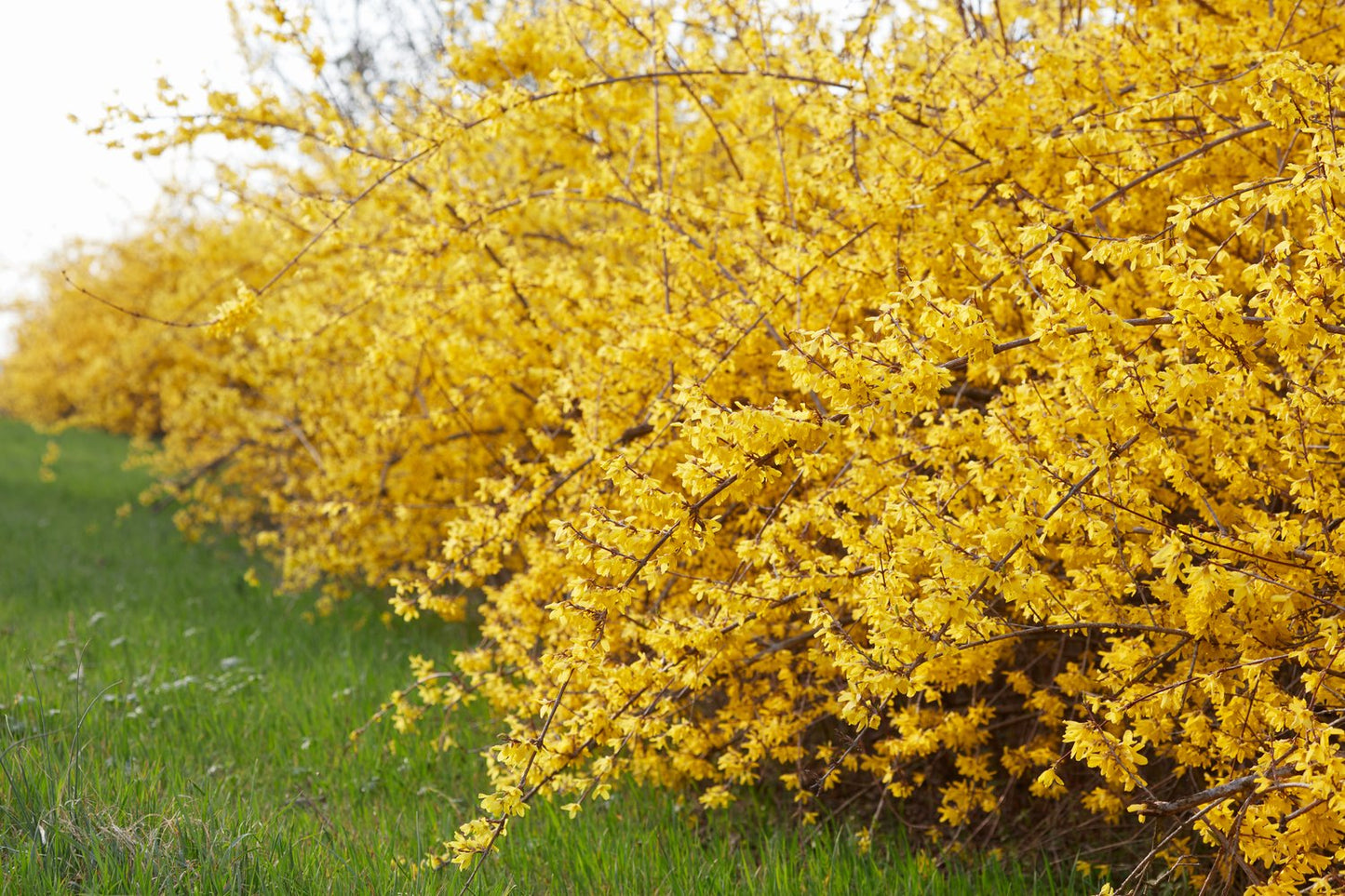 Forsythia × intermedia 'Freja' E, co