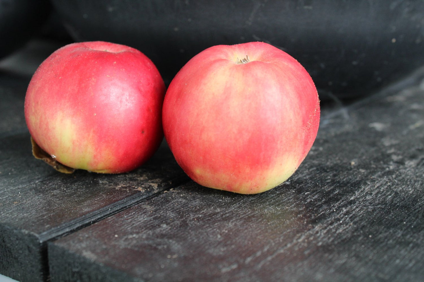 Malus domestica 'Mio' E, (äpple)