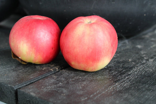 Malus domestica 'Mio' E, (äpple)