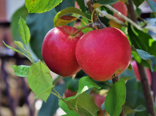 Malus domestica 'P. J. Bergius' (äpple)