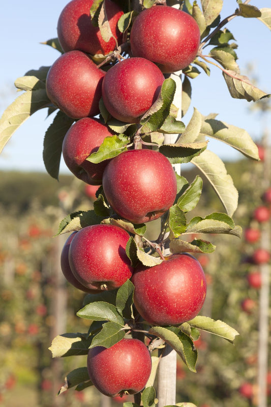 Malus domestica 'Redcats' (pelaräpple)