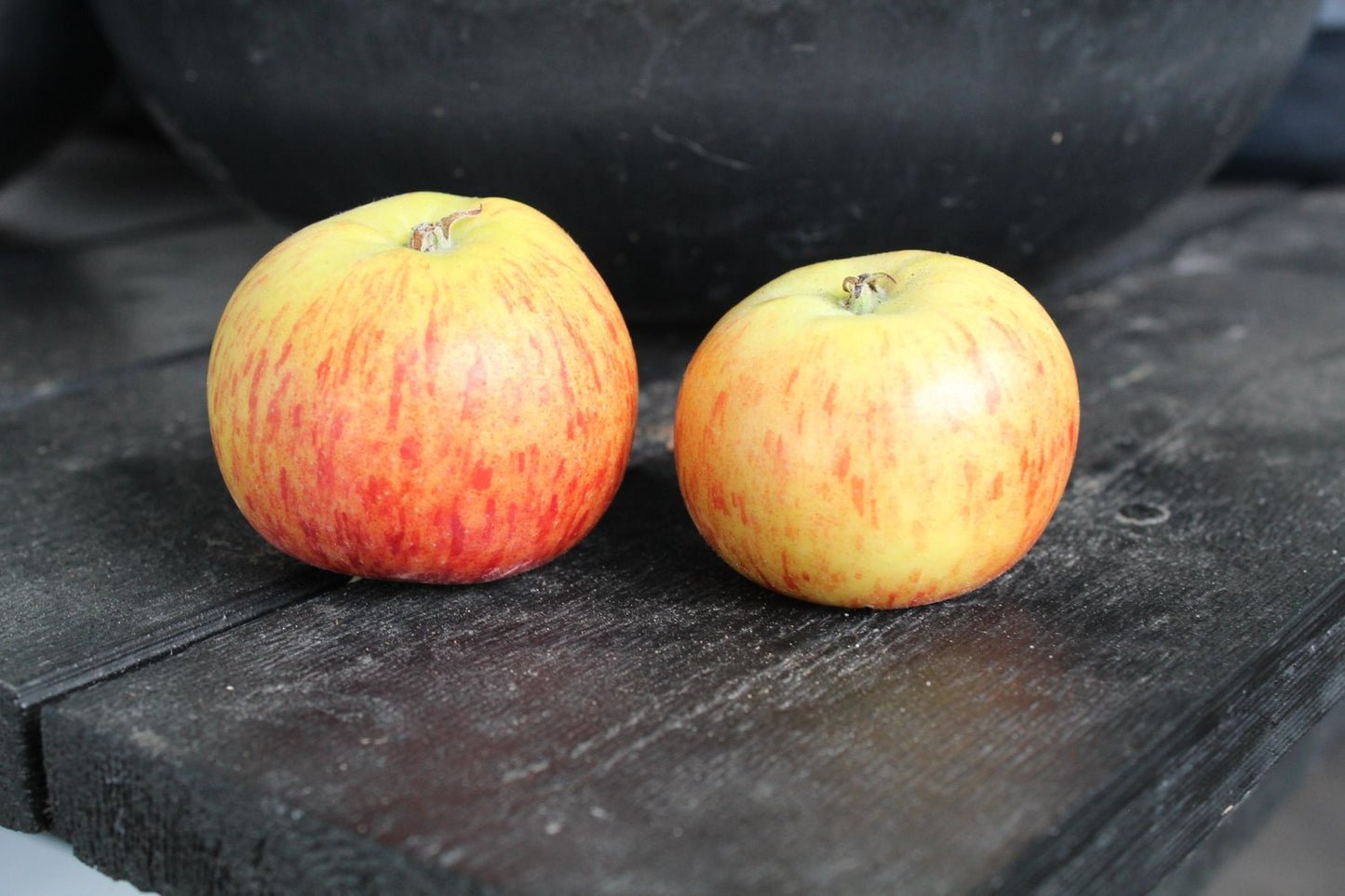 Malus domestica 'Rubinola' (äpple)