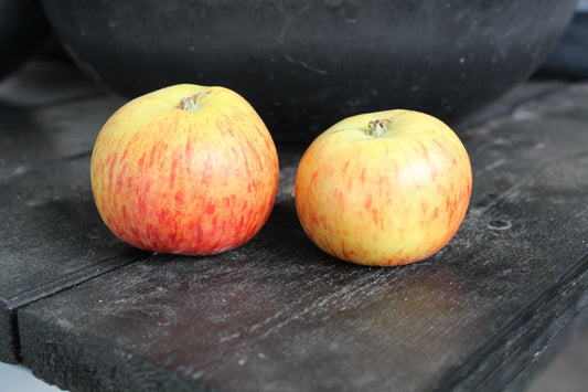 Malus domestica 'Rubinola' (äpple)