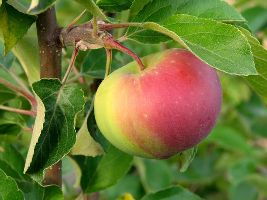 Malus domestica RÖTT KANELÄPPLE