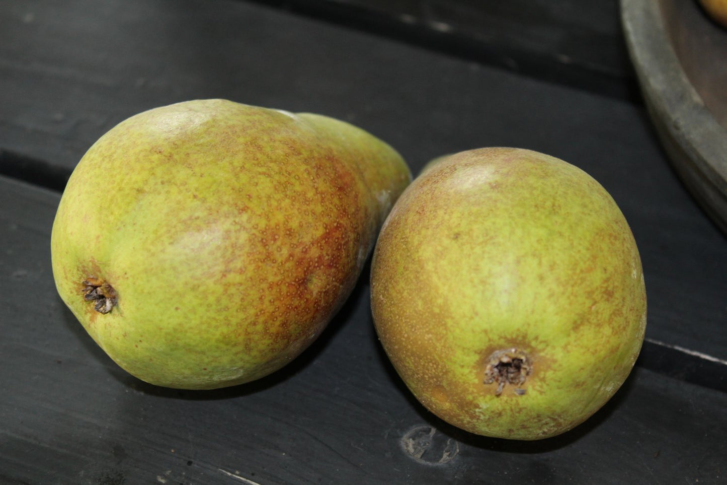 Pyrus communis 'Fritjof' E (päron)