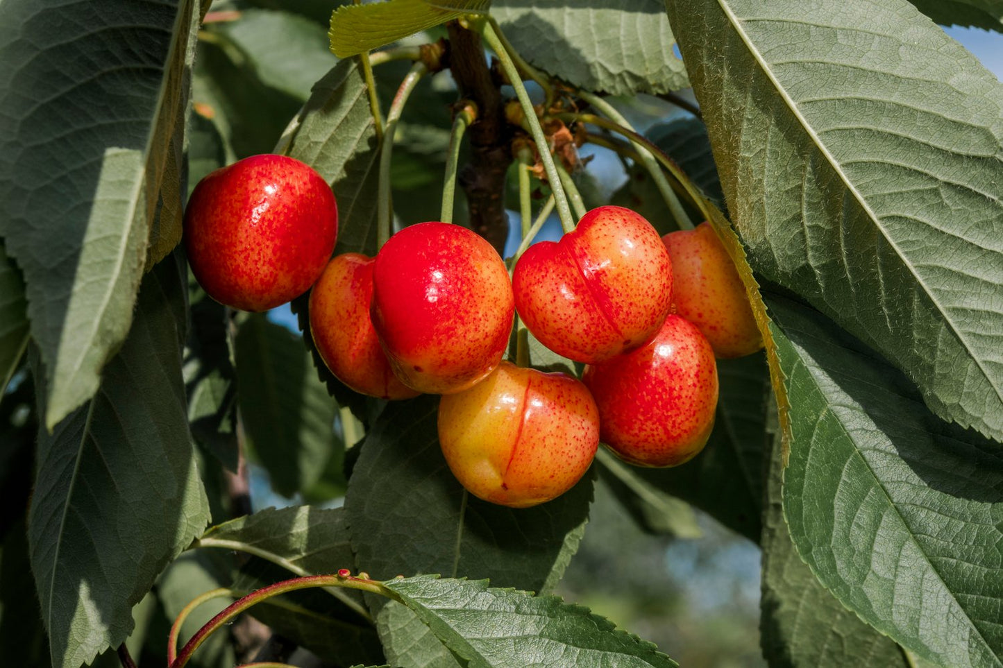 Prunus avium 'Fryksås', (körsbär)