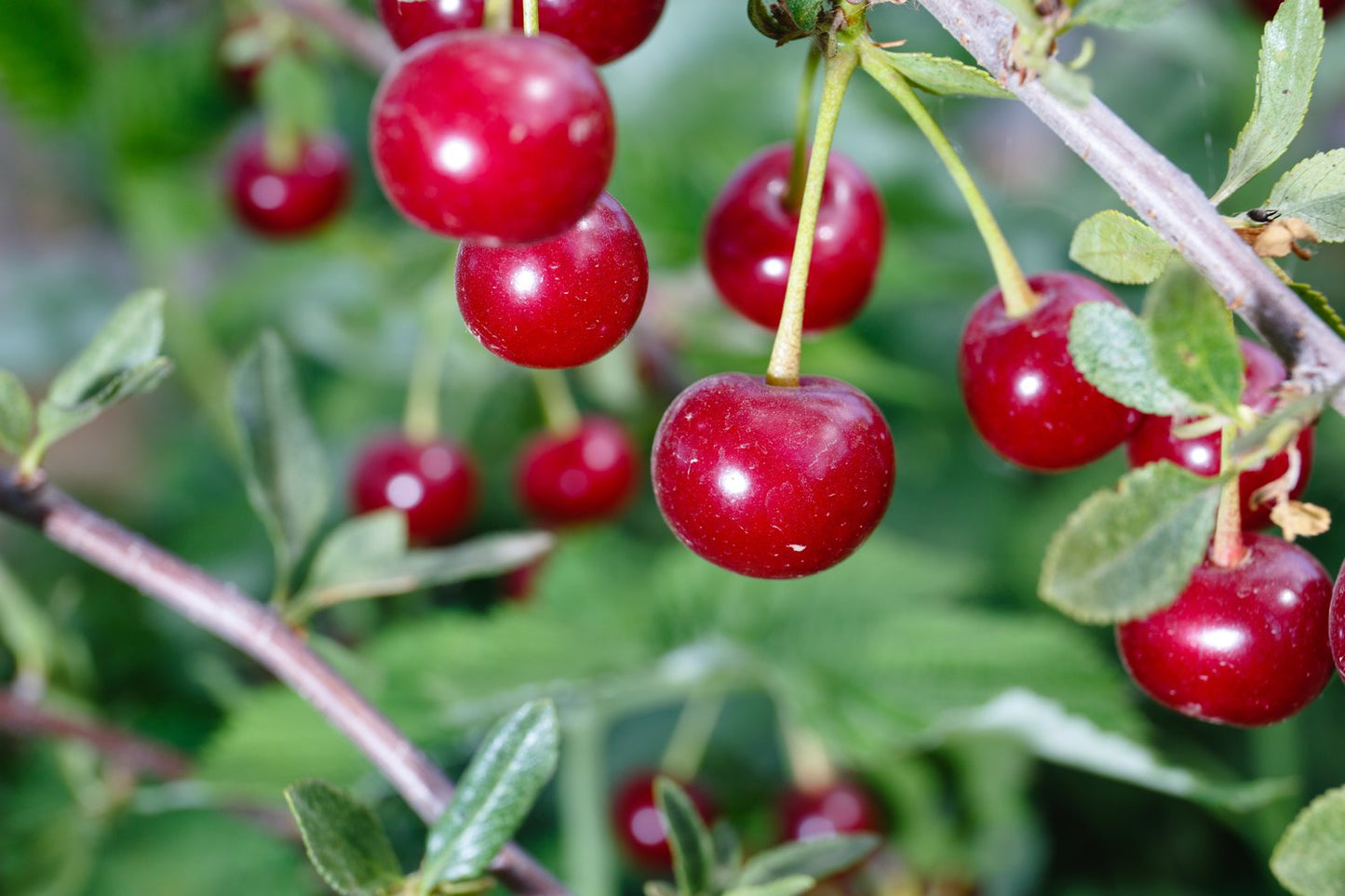 Prunus cerasus 'Huvimaja' (körsbär)
