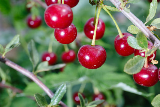 Prunus cerasus 'Huvimaja' (körsbär)