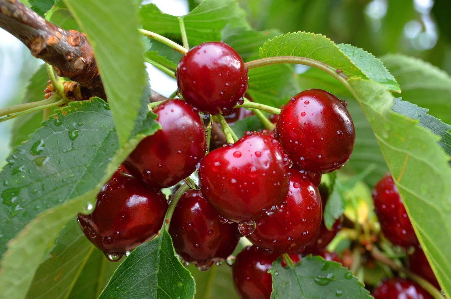 Prunus avium 'Sunburst' (körsbär)