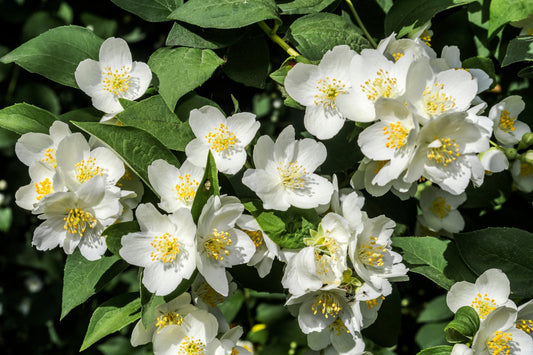 Philadelphus coronarius 'Finn' E, co, 10-p